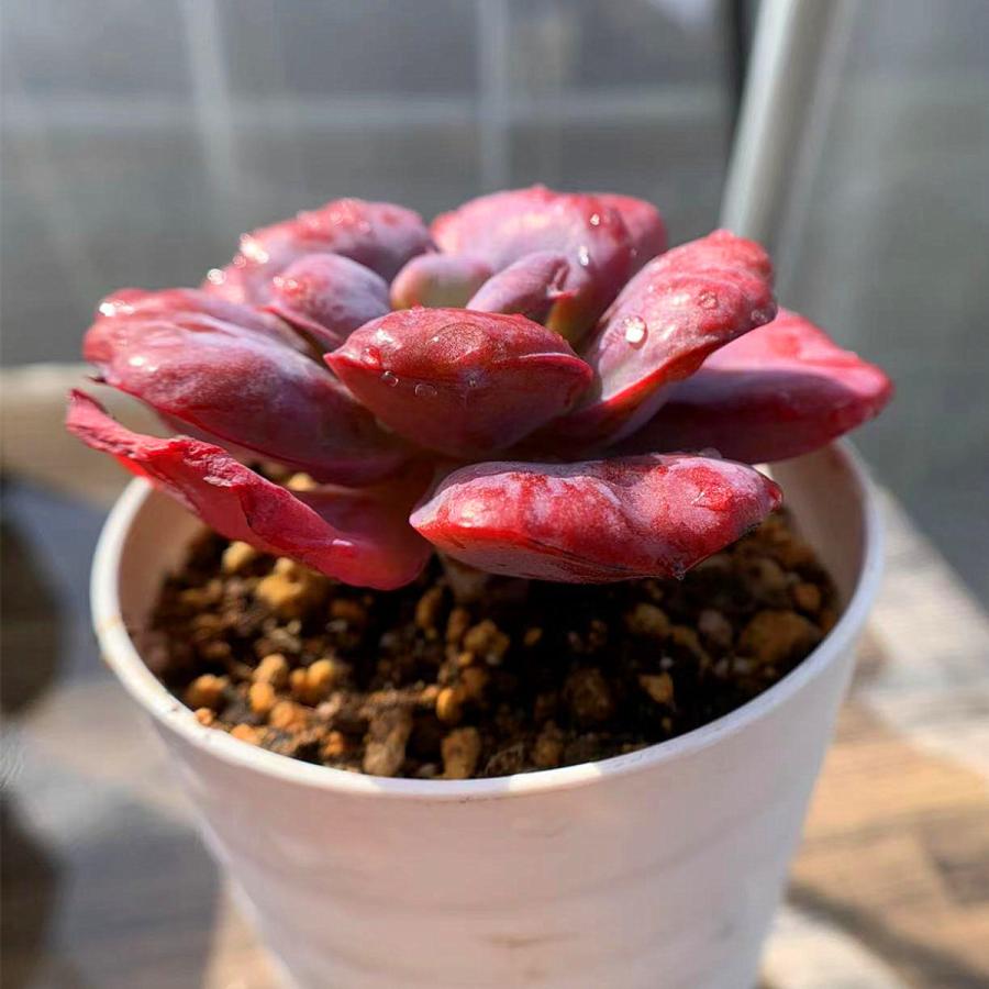 農園直売 多肉植物 寄せ植え エケベリア属 パゴダ Echeveria Pagoda 美苗 抜き苗 観葉植物 インテリア 多肉植物verve 多肉専門verve 通販 Yahoo ショッピング