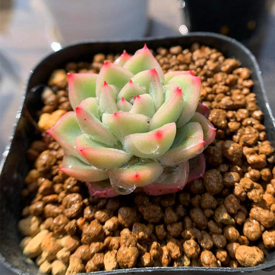 239円 未使用 農園直売 多肉植物 寄せ植え エケベリア属 Red Wax 新品種