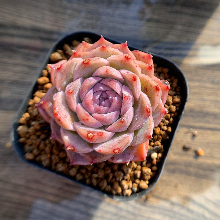 農園直売 多肉植物 寄せ植え エケベリア属 姫心 新品種 美苗 抜き苗