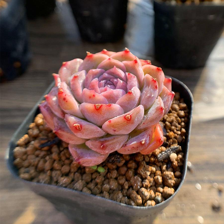 農園直売 多肉植物 寄せ植え エケベリア属 姫心 新品種 美苗 抜き苗