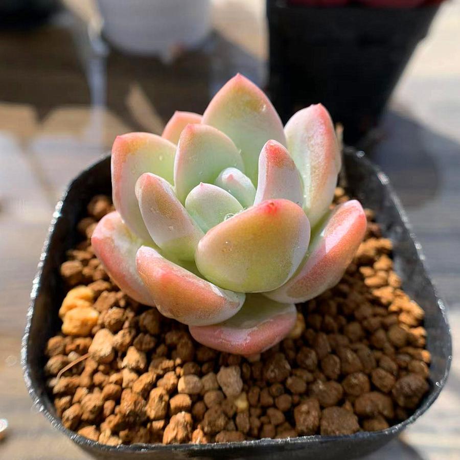 269円 13周年記念イベントが 農園直売 多肉植物 寄せ植え エケベリア属 アイスグリーンhyb 抜き苗 観葉植物 インテリア 多肉専門verve
