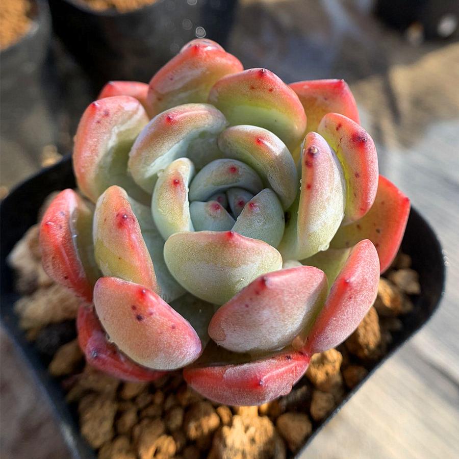 農園直売 多肉植物 寄せ植え エケベリア属 Star Mark スターマーク 超人気 抜き苗 観葉植物 インテリア 多肉専門verve 多肉専門verve 通販 Yahoo ショッピング