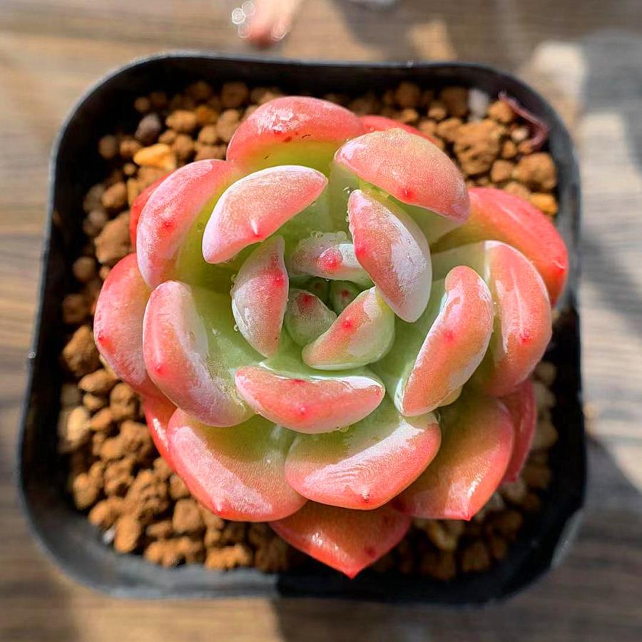 農園直売 多肉植物 寄せ植え エケベリア属 Star Mark スターマーク 超人気 抜き苗 観葉植物 インテリア 多肉専門verve 多肉専門verve 通販 Yahoo ショッピング