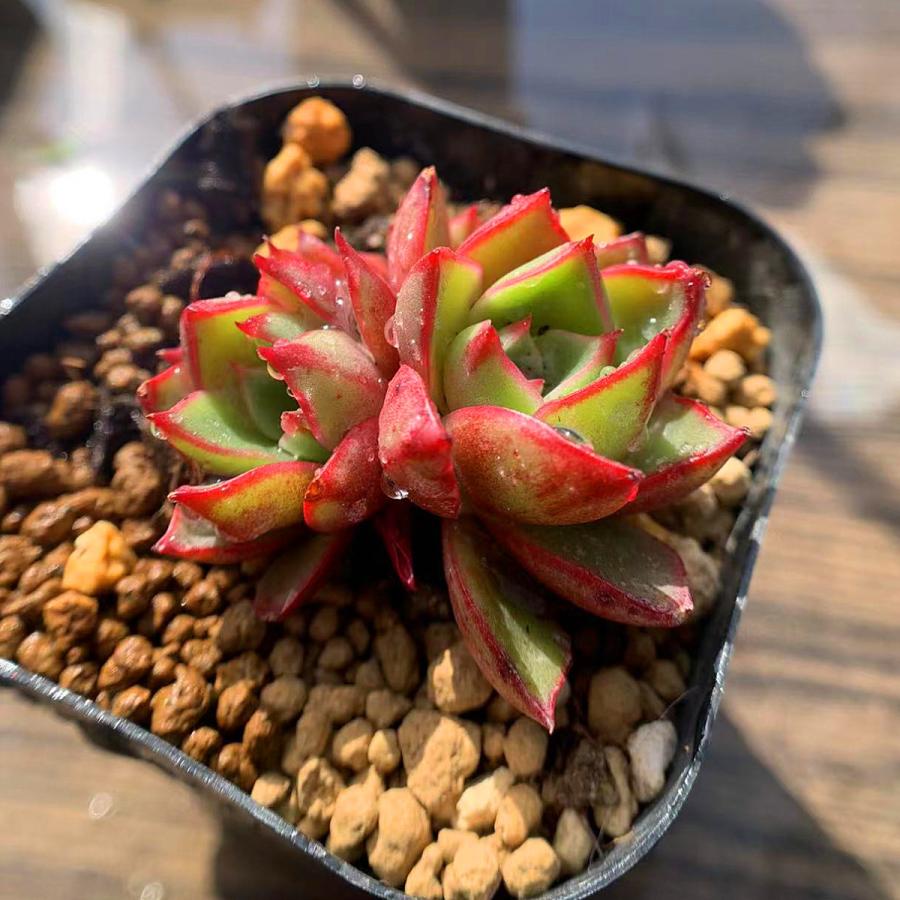 農園直売 多肉植物 寄せ植え エケベリア属 'Paso Doble' パソ ドブレ 新品種 抜き苗 観葉植物 インテリア 多肉専門VERVE :10554:多肉専門VERVE - 通販 - Yahoo!ショッピング 農園直売 多肉植物 寄せ植え エケベリア属 'Paso Doble' パソ ドブレ 新品種 抜き苗 観葉植物 インテリア 多肉専門VERVE :10554:多肉専門VERVE - 通販 - Yahoo!ショッピング