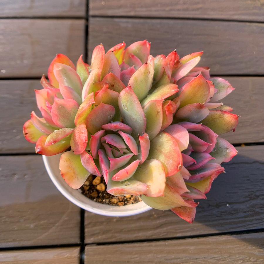 ヴィオラクイーン錦 多肉植物 エケベリア 観葉植物