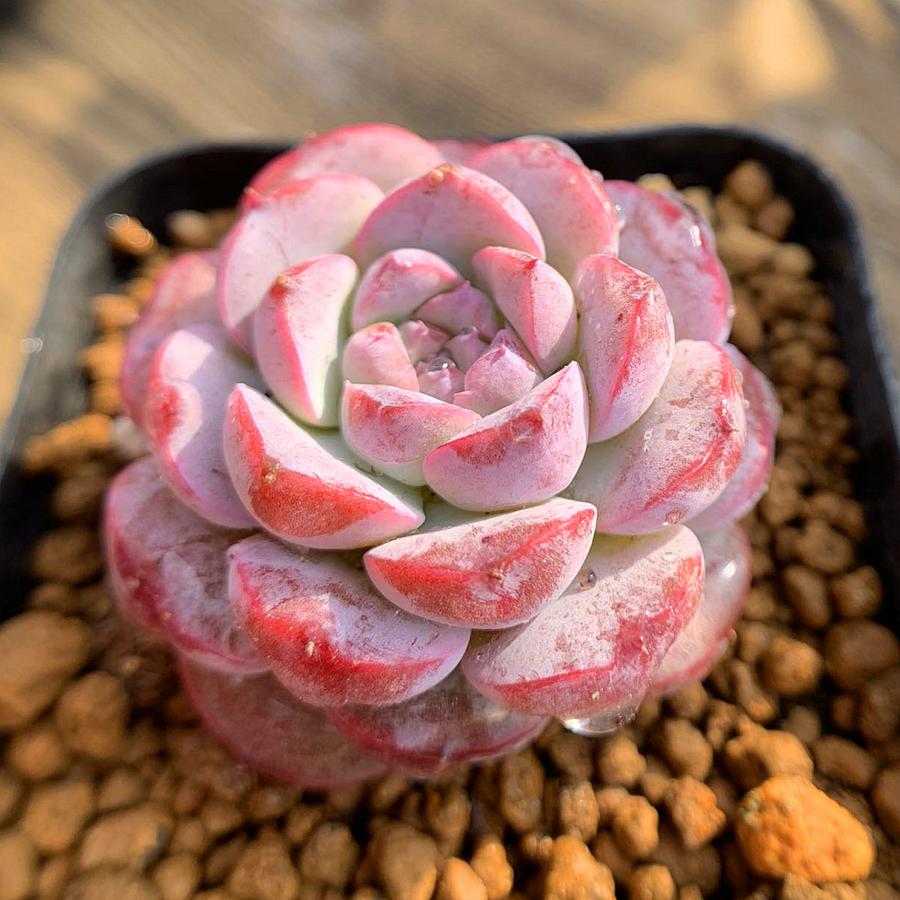 農園直売 多肉植物 寄せ植え エケベリア属 Echeveria Amazing Grace アメイジンググレイス 抜き苗 観葉植物 インテリア 多肉専門verve 多肉専門verve 通販 Yahoo ショッピング
