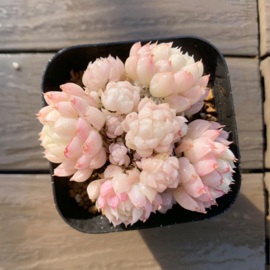 多肉植物 エケベリア ラビロゼ グロブローサ交配？ 抜き苗 農園直売 多肉植物 寄せ植え エケベリア属 グロブローサxアルバ（群生