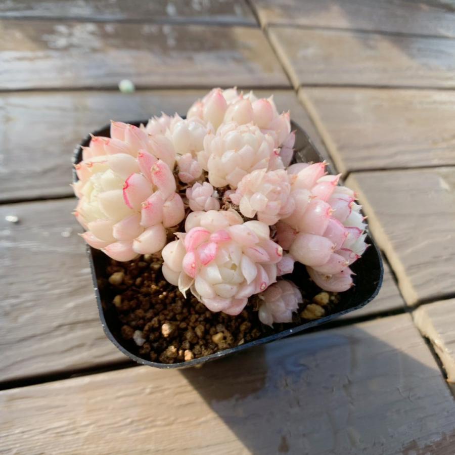 農園直売 多肉植物 寄せ植え エケベリア属 グロブローサxアルバ（群生