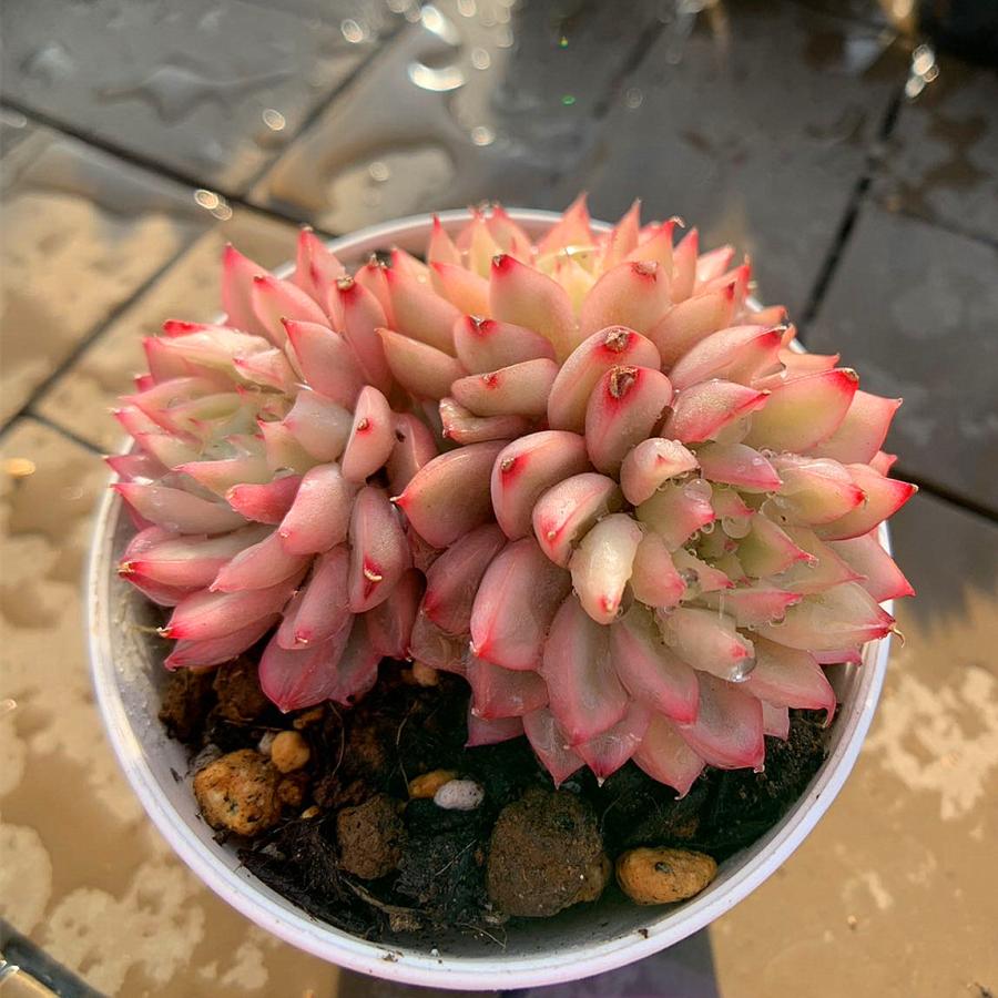 農園直売 多肉植物 寄せ植え エケベリア属 女雛錦 （群生