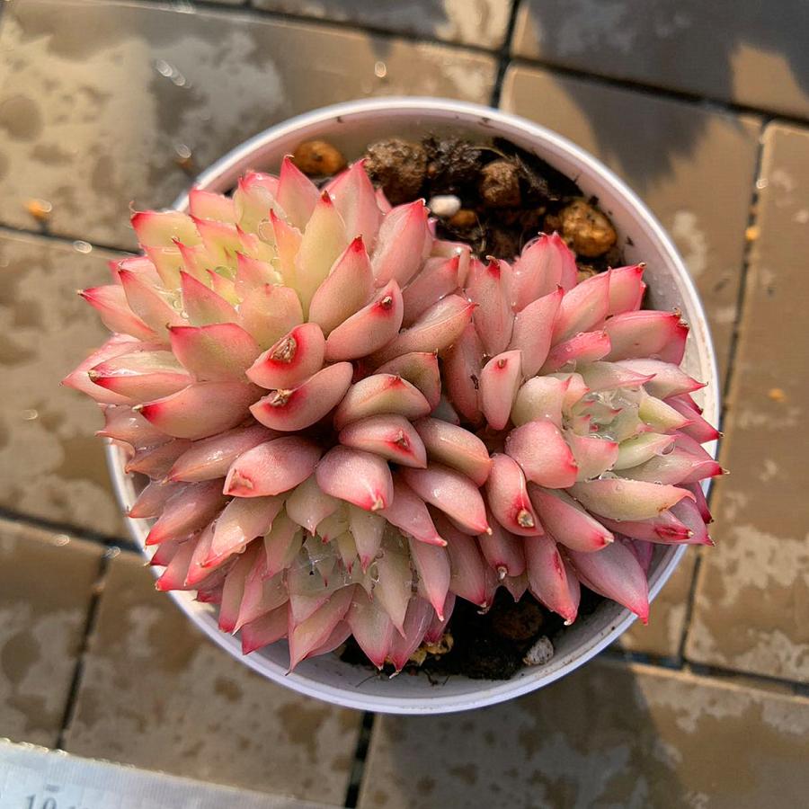 農園直売 多肉植物 寄せ植え エケベリア属 女雛錦 （群生） 'Mebina' f