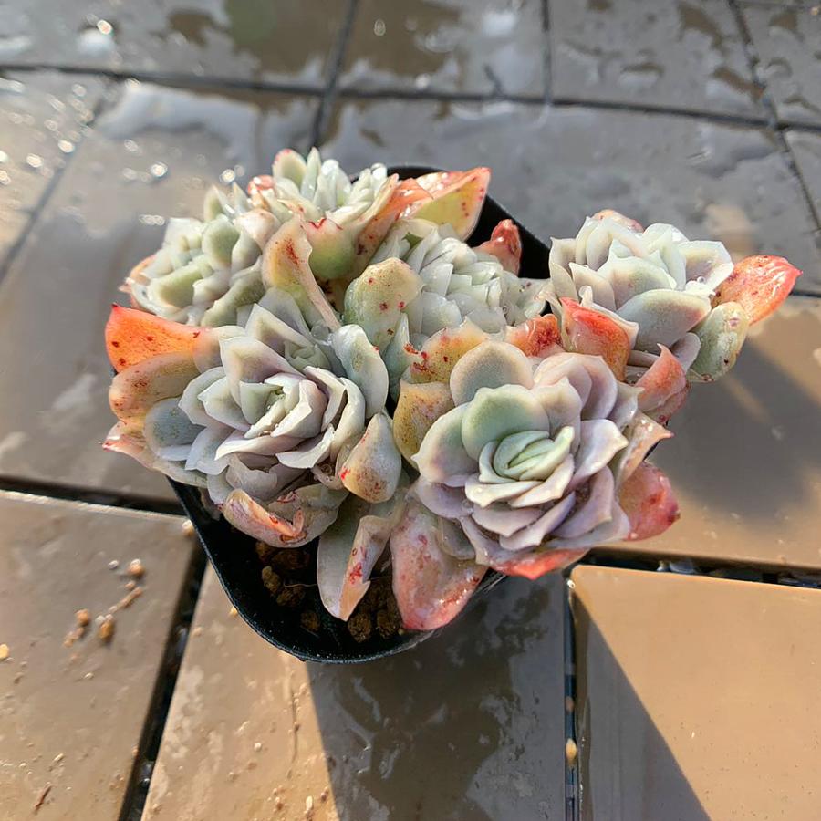 農園直売 多肉植物 寄せ植え エケベリア属 Echeveria “Rose Queen
