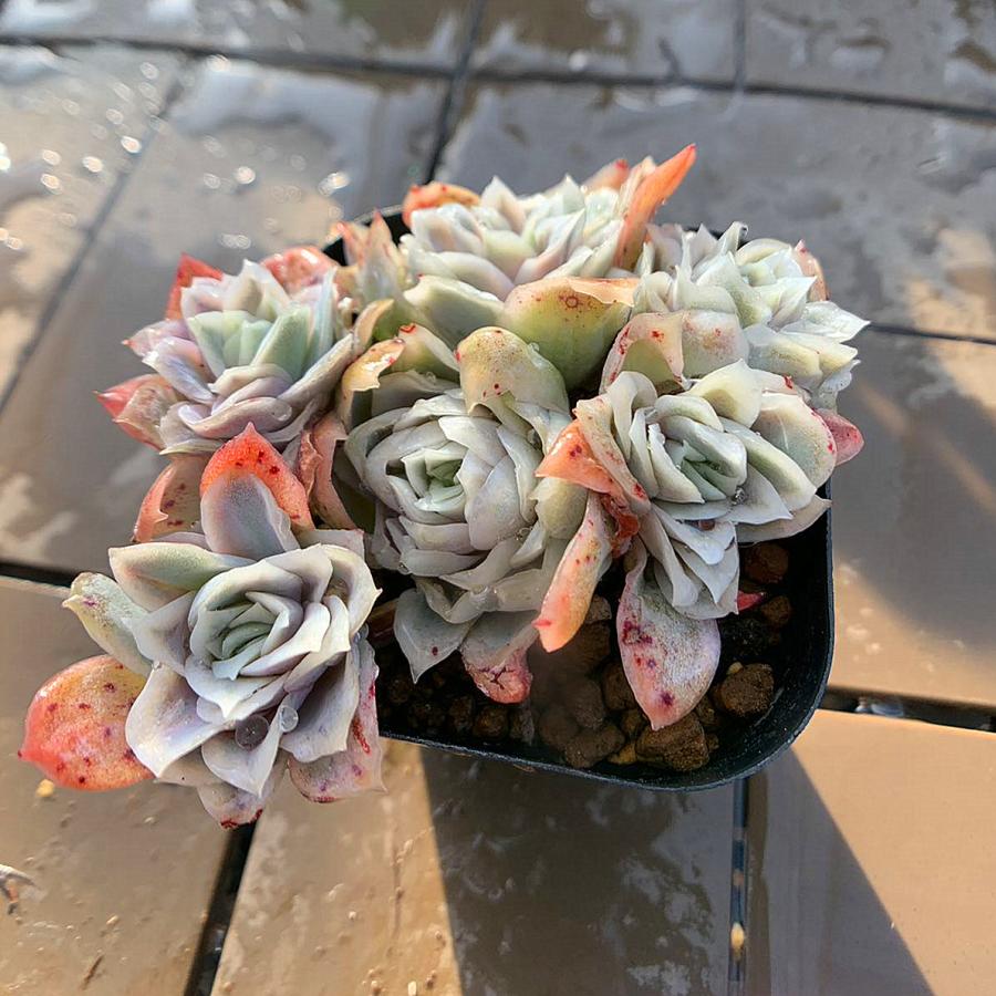 農園直売 多肉植物 寄せ植え エケベリア属 Echeveria “Rose Queen