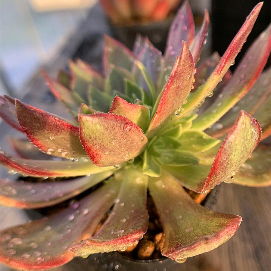 98#多肉植物アエオニウム錦❤️ ハロウィンイエロー錦セッカ ❤️21cm拔き苗 農園直売 多肉植物 寄せ植え アエオニウム属 ハロウィン錦 子付き 大