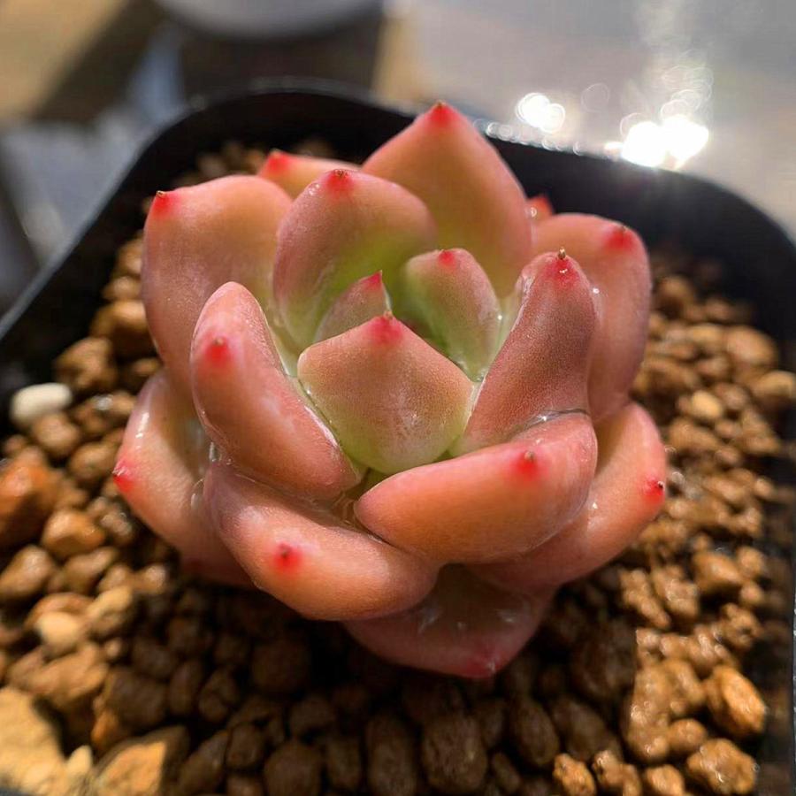 農園直売 多肉植物 寄せ植え エケベリア属 オレンジルビン 美苗 新品種 抜き苗 観葉植物 インテリア 多肉専門verve 105 多肉専門verve 通販 Yahoo ショッピング