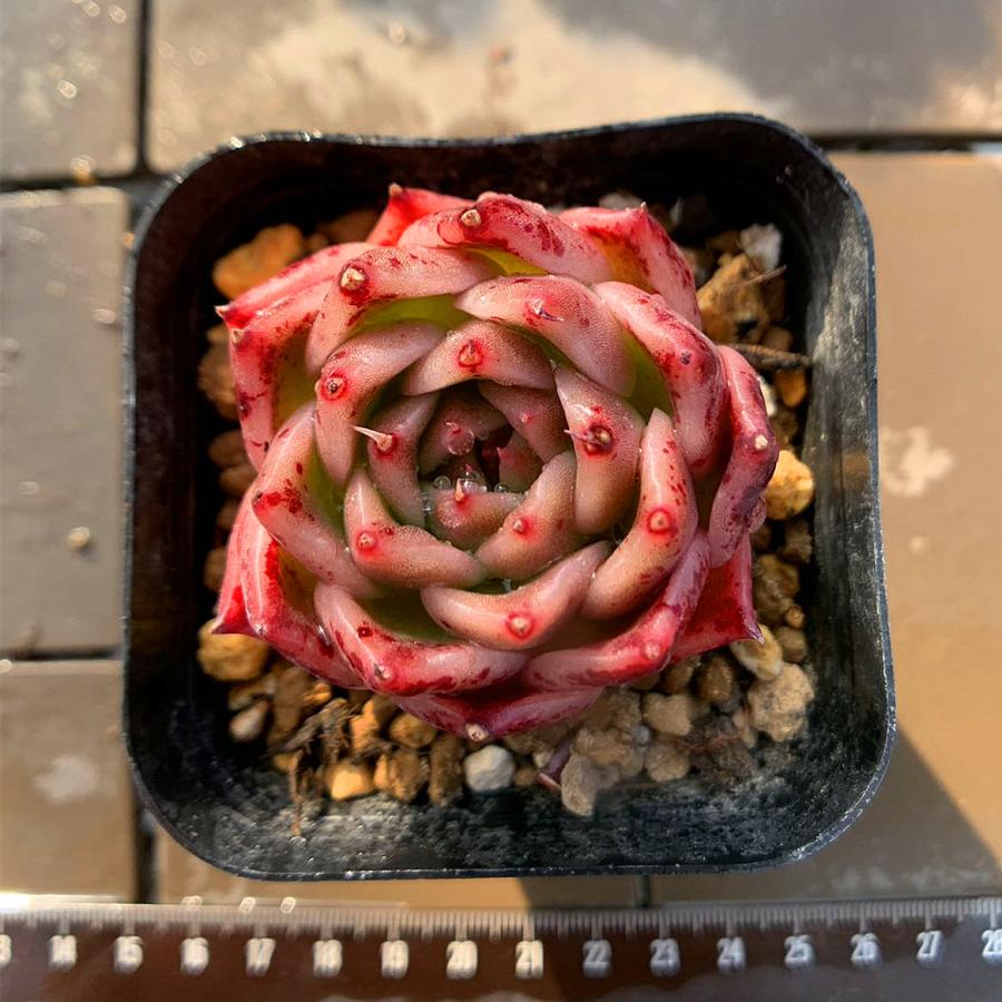 農園直売 多肉植物 寄せ植え エケベリア属 原種エリザベス 超美苗 抜き