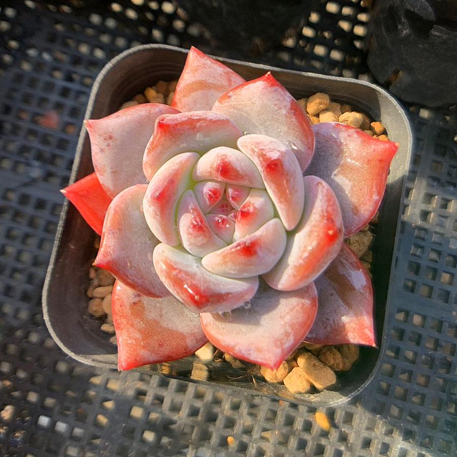 農園直売 多肉植物 寄せ植え エケベリア属 韓国オレンジモンロー 観葉