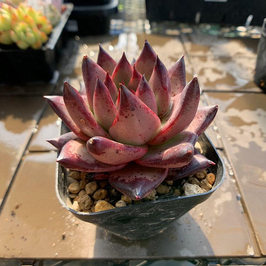 農園直売 多肉植物 寄せ植え エケベリア属 レッドエボニー 観葉植物