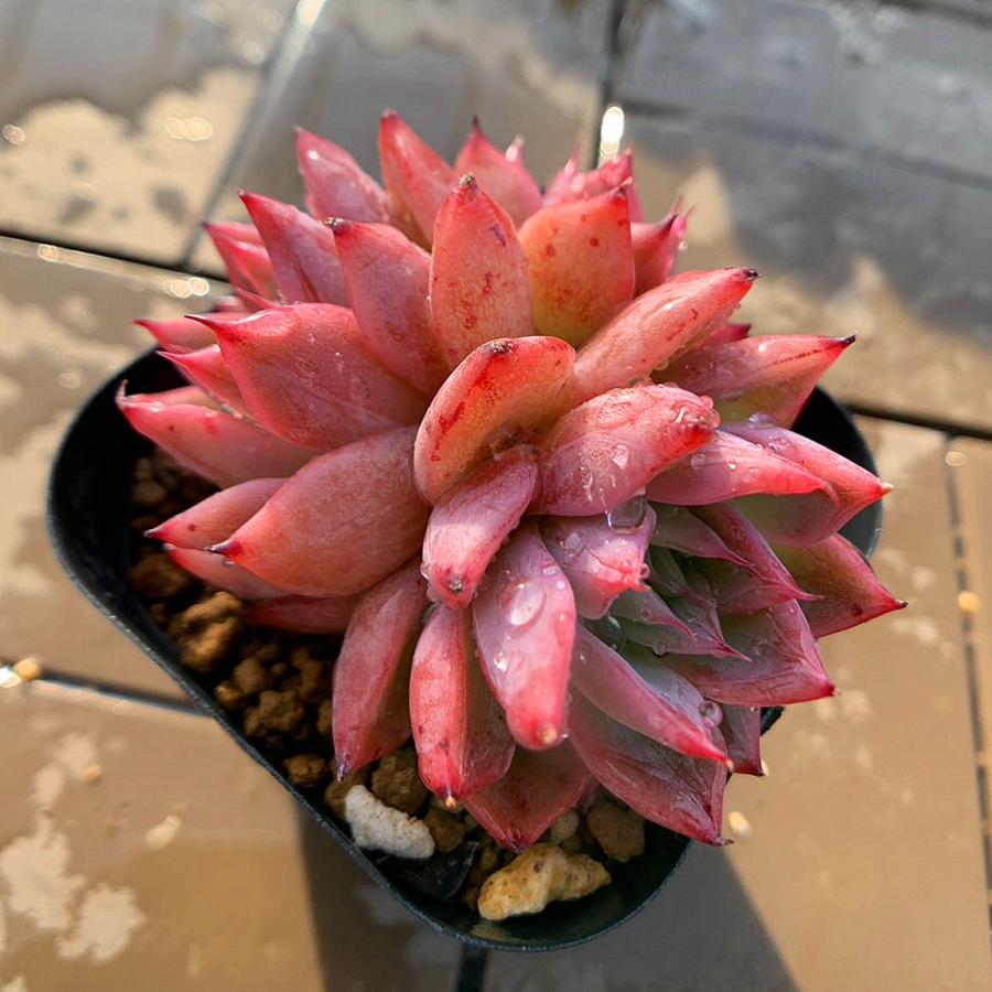 農園直売 多肉植物 寄せ植え エケベリア属 'Black Swan' ブラック