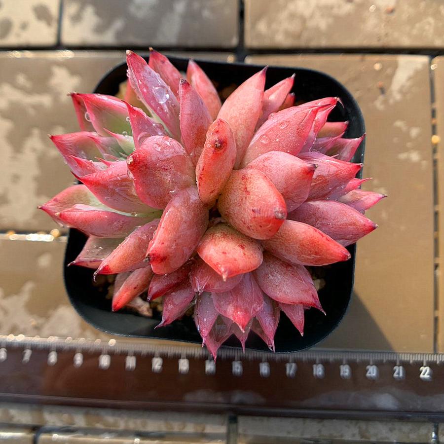 農園直売 多肉植物 寄せ植え エケベリア属 'Black Swan' ブラック