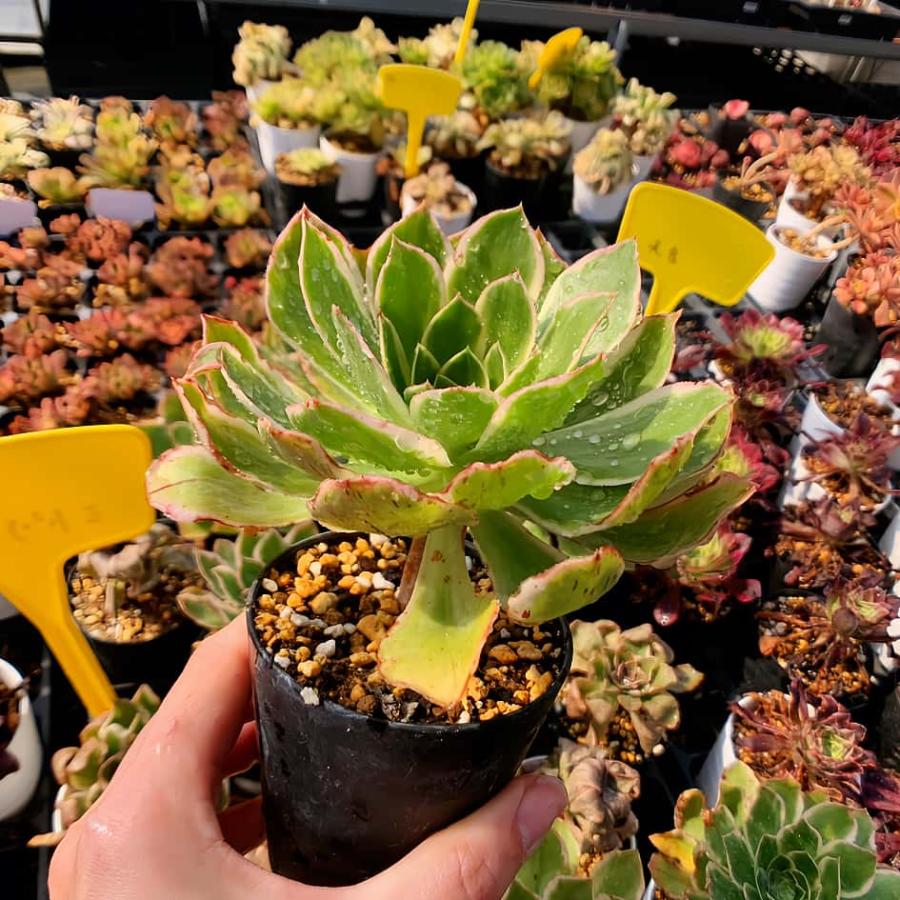農園直売 多肉植物 寄せ植え アエオニウム属 ミドリローズ錦（単