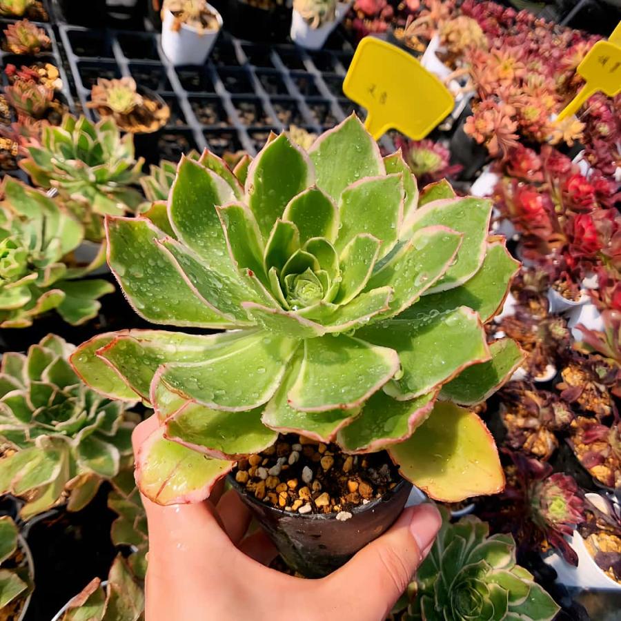 農園直売 多肉植物 寄せ植え アエオニウム属 ミドリローズ錦（単