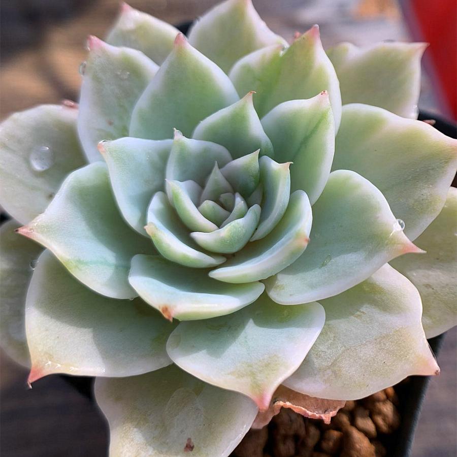 ヴィオラクイーン錦 多肉植物 エケベリア 観葉植物