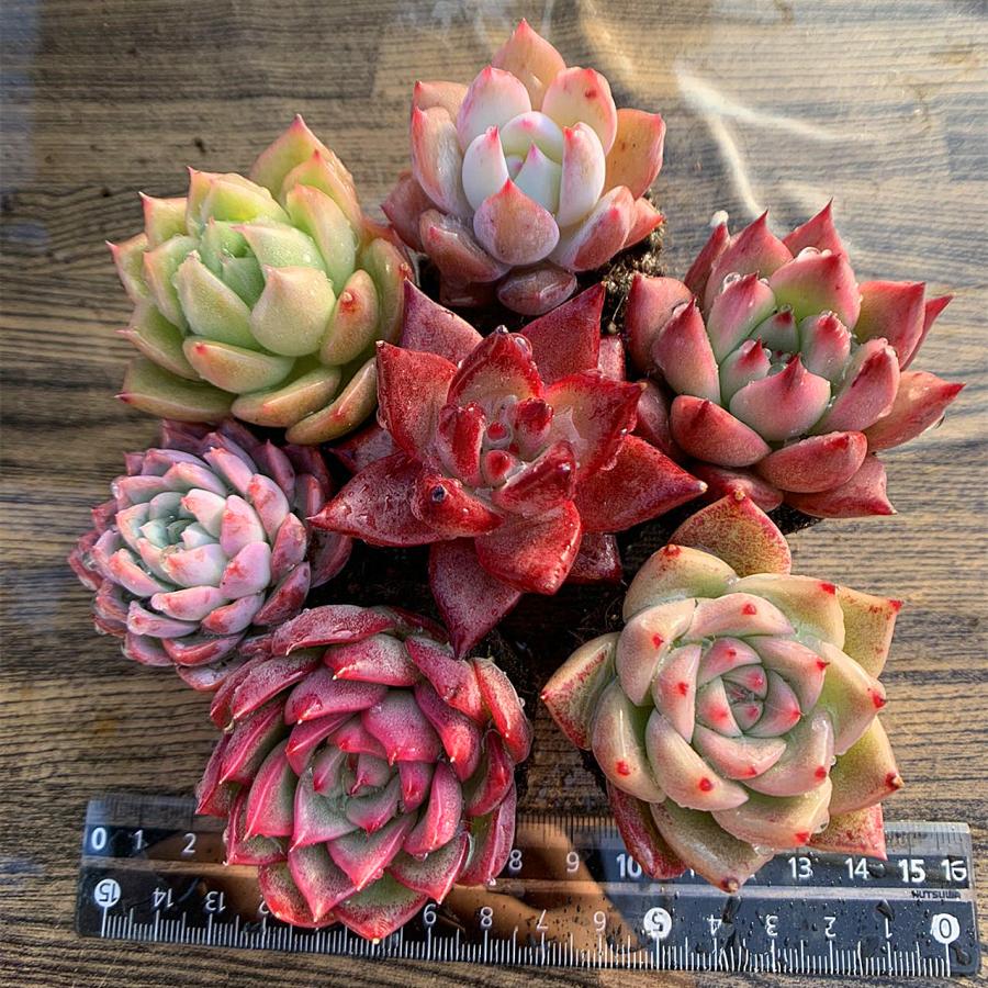 農園直売 多肉植物 寄せ植え 当店オリジナル7点セット 土付く 観葉植物 インテリア 多肉専門verve 多肉専門verve 通販 Yahoo ショッピング