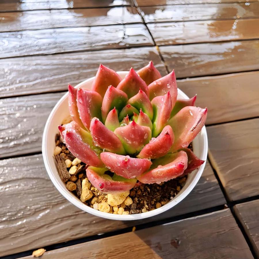 農園直売 多肉植物 寄せ植え エケベリア属 レッドドラゴン 'Red Dragon