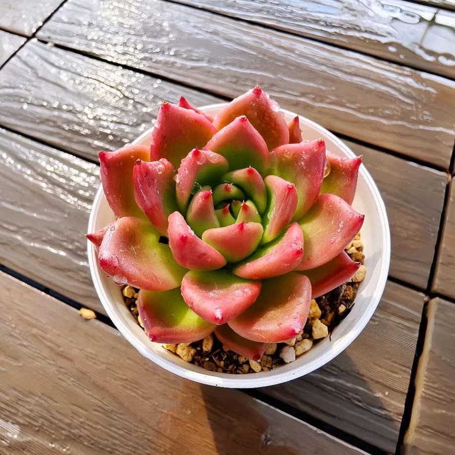 赤と緑の多肉植物*4 多肉植物 赤と緑のグラデーション*4