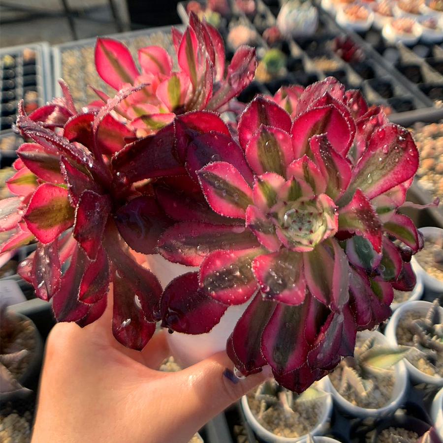 農園直売 多肉植物 寄せ植え アエオニウム属 ガーネット白斑錦 農園直売 多肉植物 寄せ植え アエオニウム属 ガーネット白斑錦