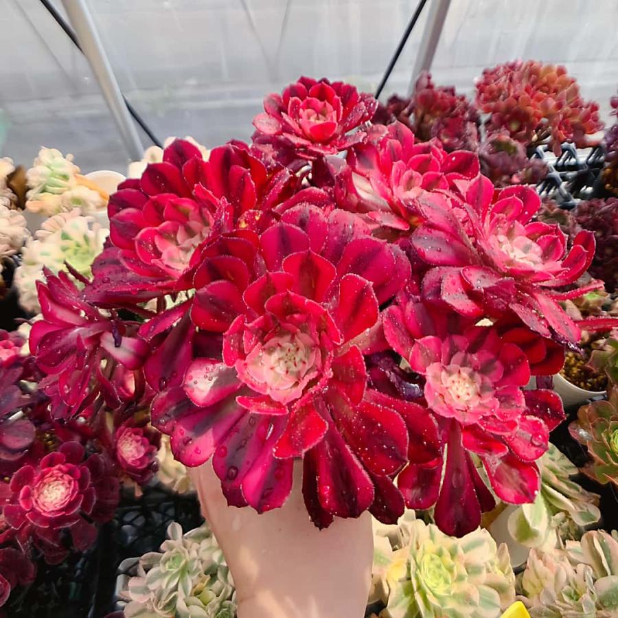 農園直売 多肉植物 寄せ植え アエオニウム属 ガーネット白斑錦（群）特
