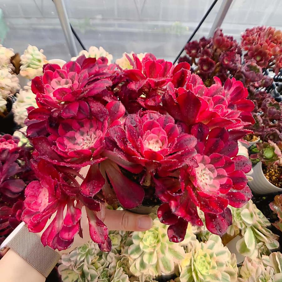 農園直売 多肉植物 寄せ植え アエオニウム属 ガーネット白斑錦（群）特