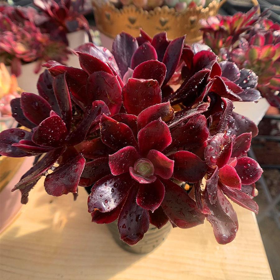農園直売 多肉植物 寄せ植え アエオニウム属 ベロア白錦（群）特大