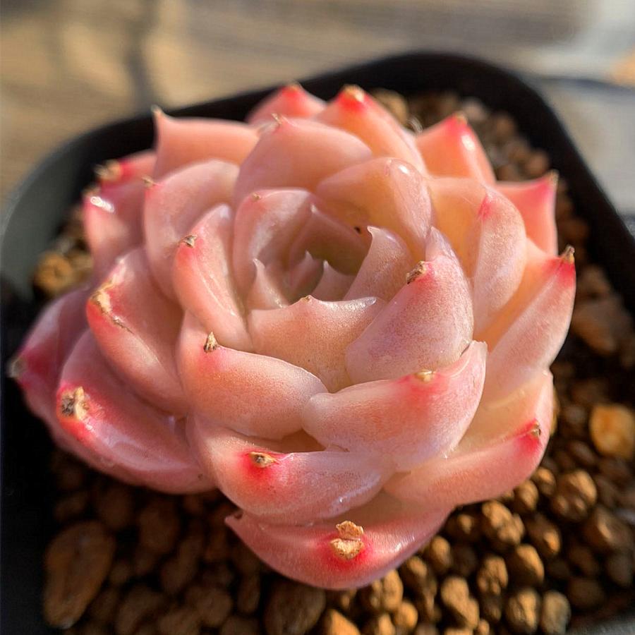 農園直売 多肉植物 寄せ植え エケベリア属 ミルクキャンディ 新品種 超