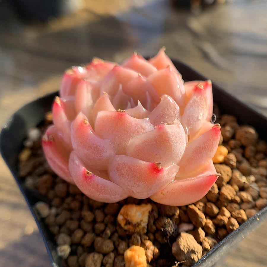 農園直売 多肉植物 寄せ植え エケベリア属 ミルクキャンディ 新品種 超