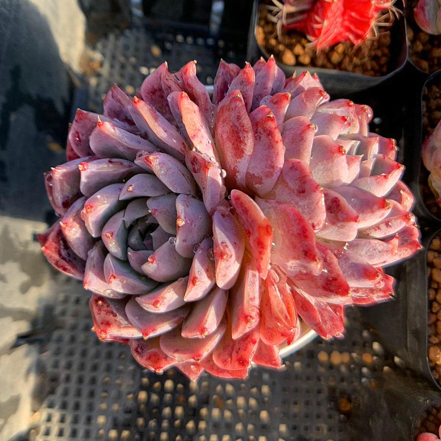 農園直売 多肉植物 寄せ植え エケベリア属 Echeveria 'Poseidon