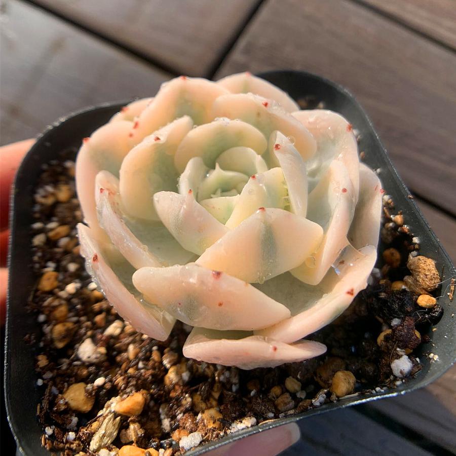 農園直売 多肉植物 寄せ植え エケベリア属 ルンヨニー錦（単）観葉植物