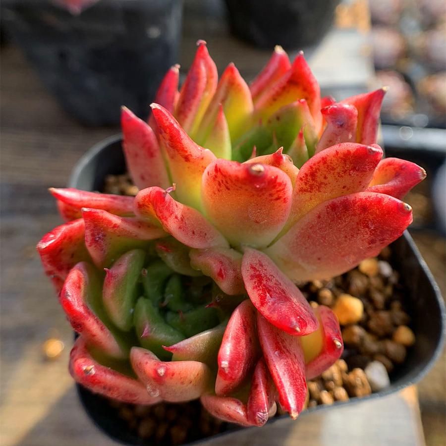 農園直売 多肉植物 寄せ植え エケベリア属 原種エリザベス（2頭）超