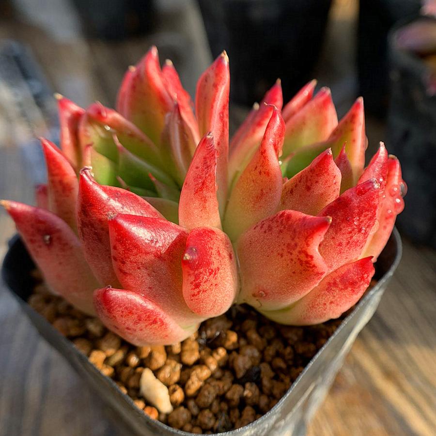 農園直売 多肉植物 寄せ植え エケベリア属 原種エリザベス（2頭）超