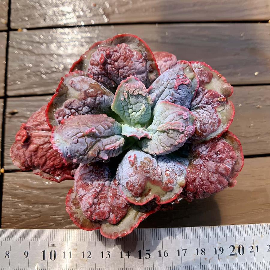 農園直売 多肉植物 寄せ植え エケベリア属 バロンボルト 'Baron Bold