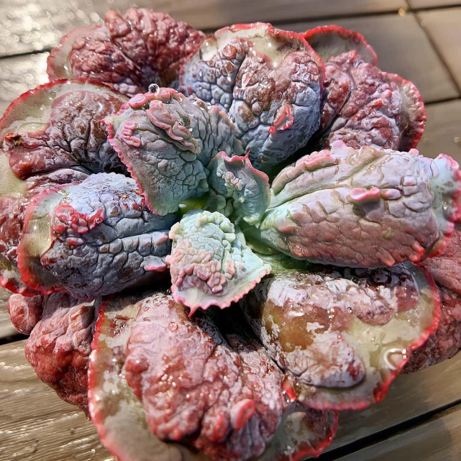 農園直売 多肉植物 寄せ植え エケベリア属 バロンボルト 'Baron Bold