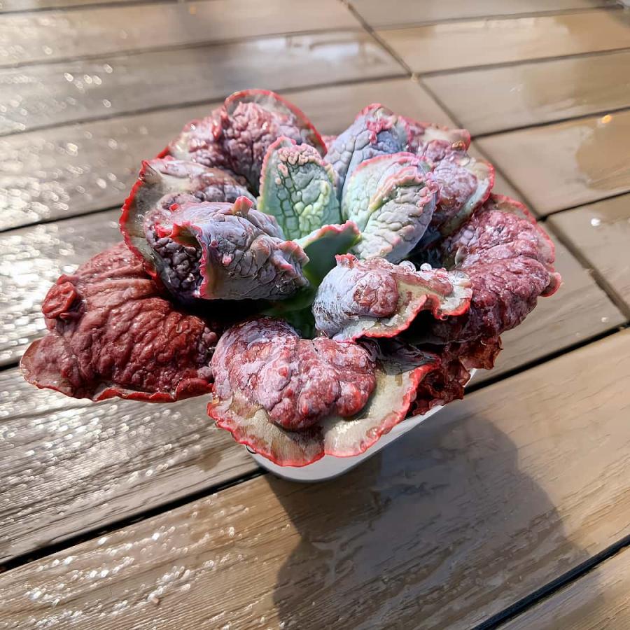 農園直売 多肉植物 寄せ植え エケベリア属 バロンボルト 'Baron Bold