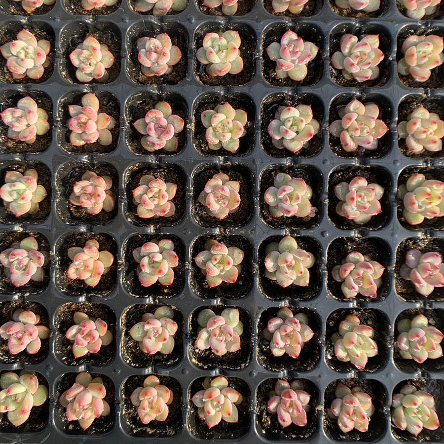農園直売 多肉植物 寄せ植え 当店オリジナル12点セット（ミニ） 実生苗