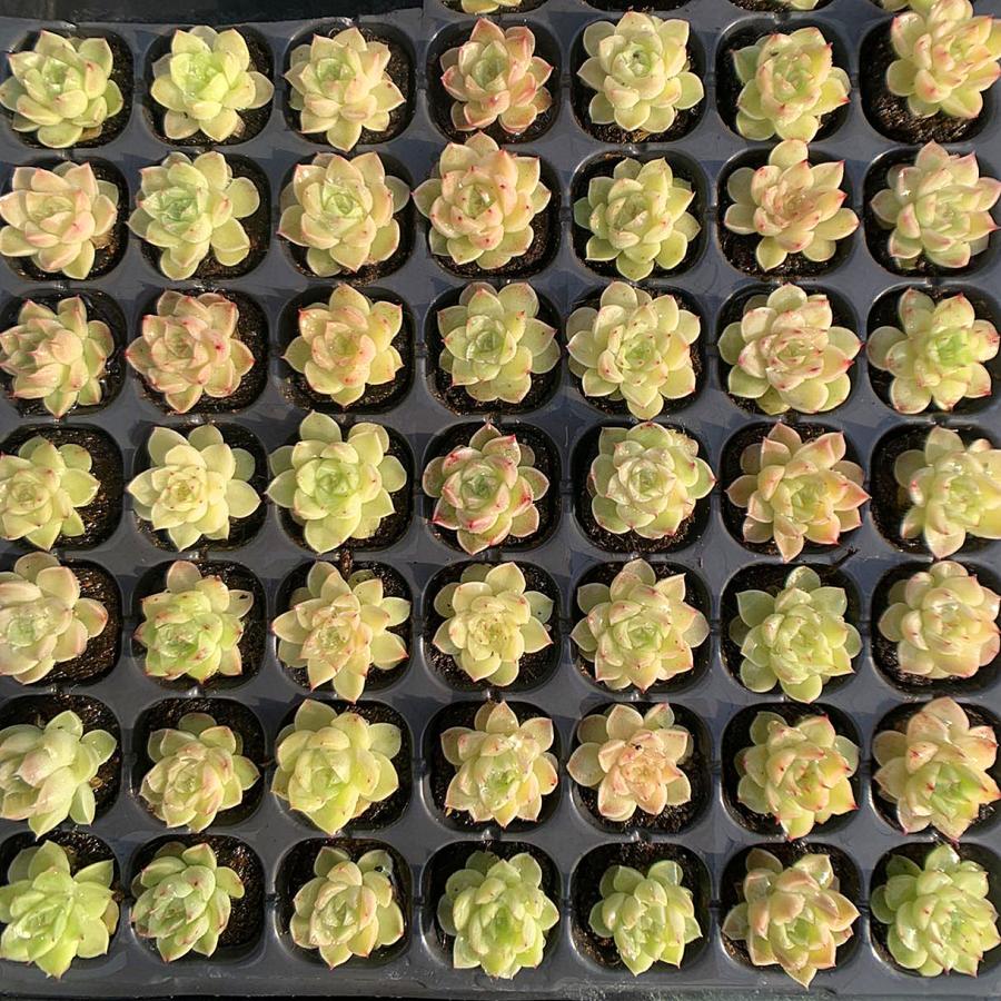 農園直売 多肉植物 寄せ植え 当店オリジナル12点セット（ミニ） 実生苗