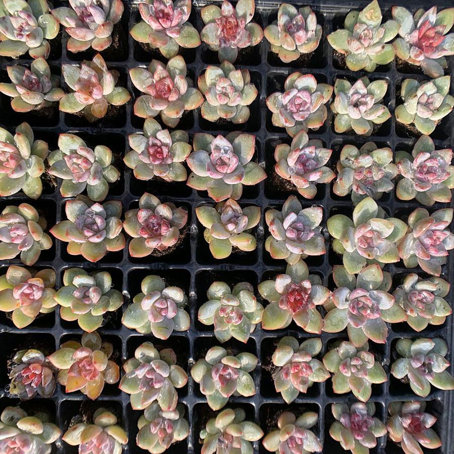 農園直売 多肉植物 寄せ植え 当店オリジナル12点セット（ミニ） 実生苗