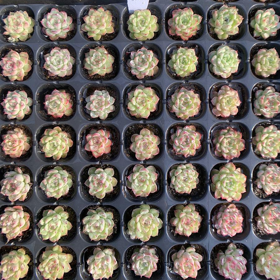 農園直売 多肉植物 寄せ植え 当店オリジナル12点セット（ミニ） 実生苗