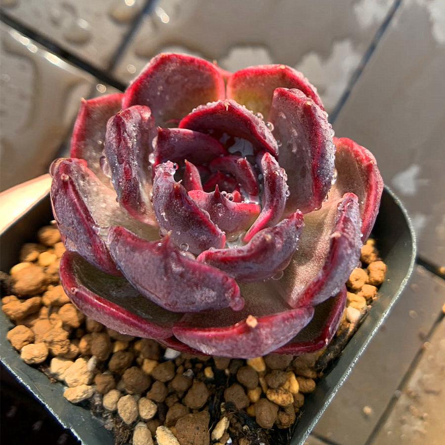 農園直売 多肉植物 寄せ植え エケベリア属 ブルーベリージャム 新品種