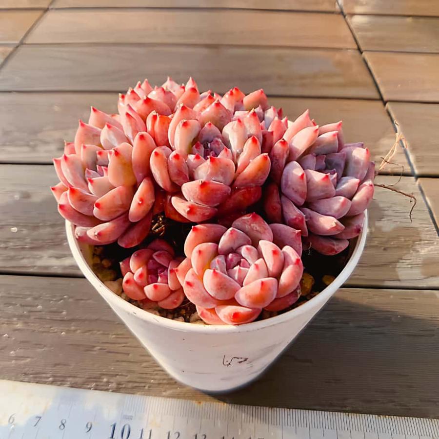 農園直売 多肉植物 寄せ植え エケベリア属 霜の花（群） 観葉植物