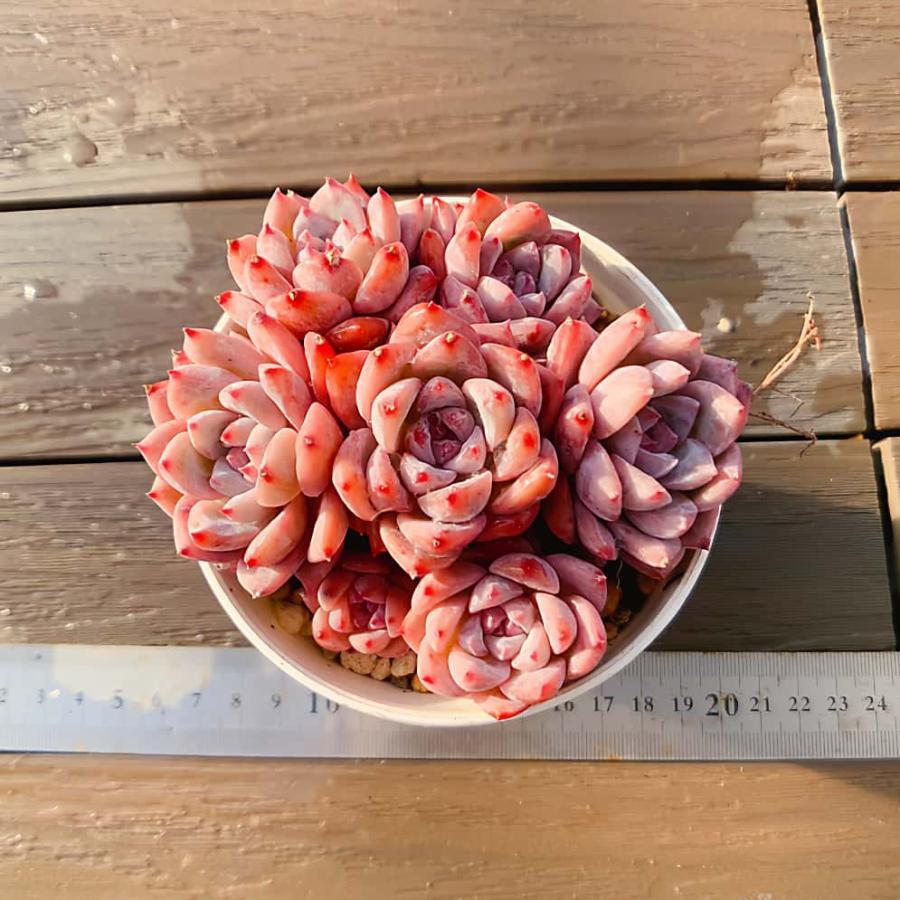 農園直売 多肉植物 寄せ植え エケベリア属 霜の花（群） 観葉植物