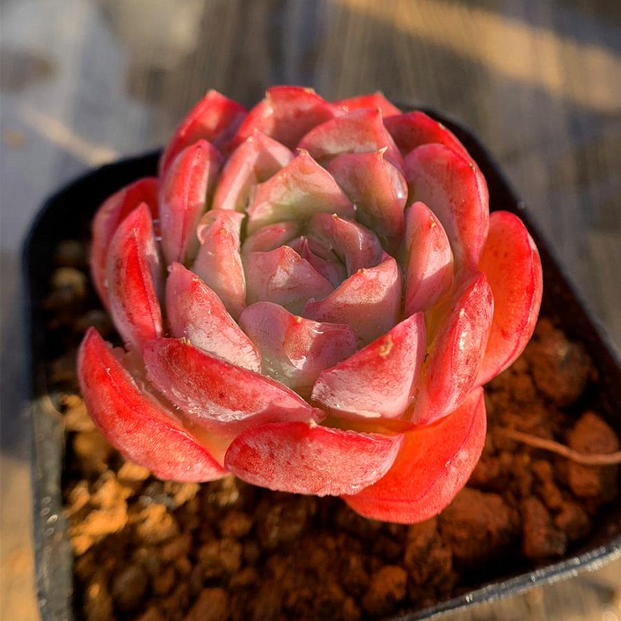 農園直売 多肉植物 寄せ植え エケベリア属 晴嵐 新品種 抜き苗 観葉植物 インテリア 多肉専門verve 多肉専門verve 通販 Yahoo ショッピング